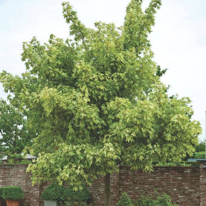 Klon jawor Acer pseudoplatanus Leopoldii