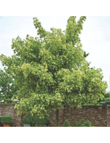 Klon jawor Acer pseudoplatanus Leopoldii