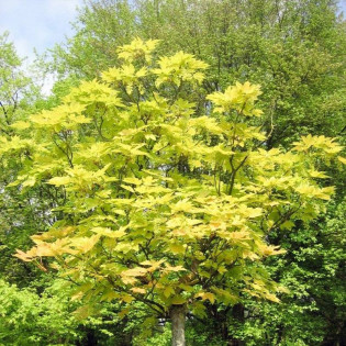 Klon jawor Reymont Acer pseudoplatanus