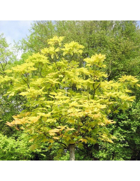 Klon jawor Reymont Acer pseudoplatanus