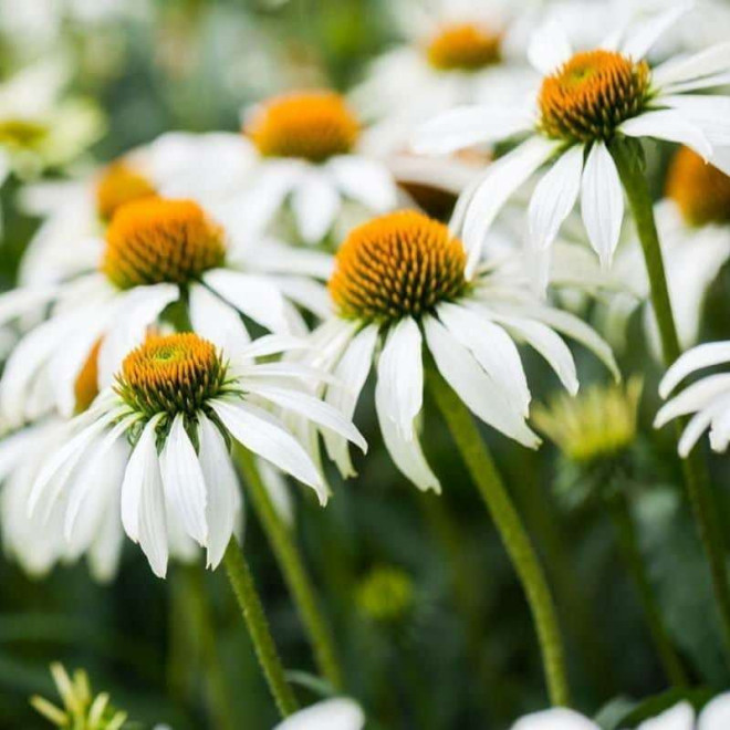 Jeżówka purpurowa Alba Echinacea purpurea