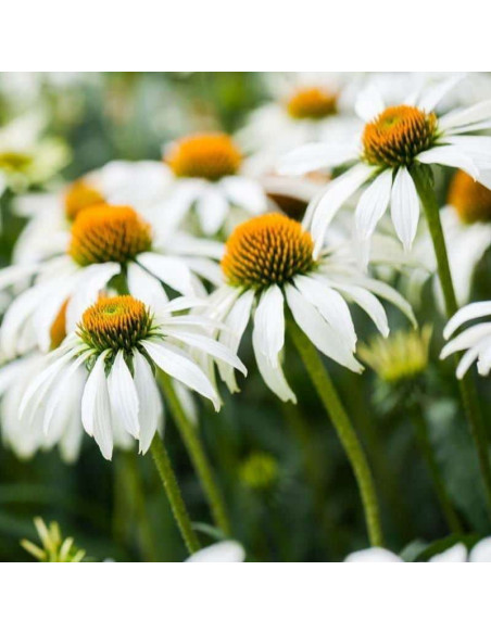 Jeżówka purpurowa Alba Echinacea purpurea