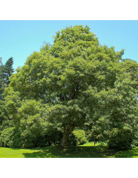 Reymont Acer pseudoplatanus Klon jawor