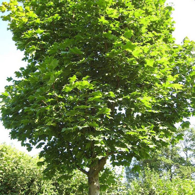 Klon jawor Acer pseudoplatanus Reymont