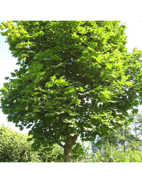 Klon jawor Acer pseudoplatanus Reymont