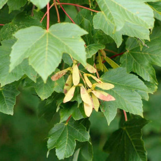 Klon jawor Acer pseudoplatanus