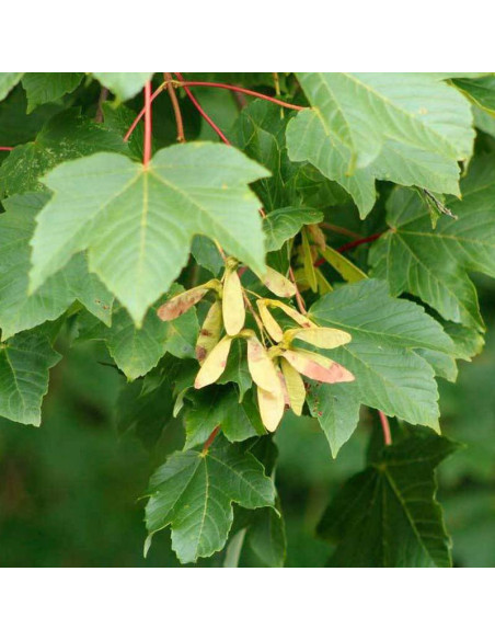 Klon jawor Acer pseudoplatanus
