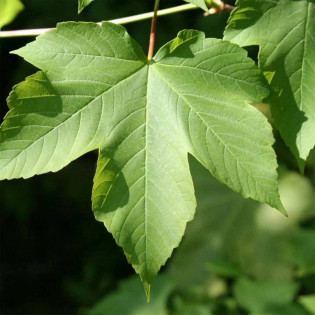 Klon jawor Acer pseudoplatanus 2