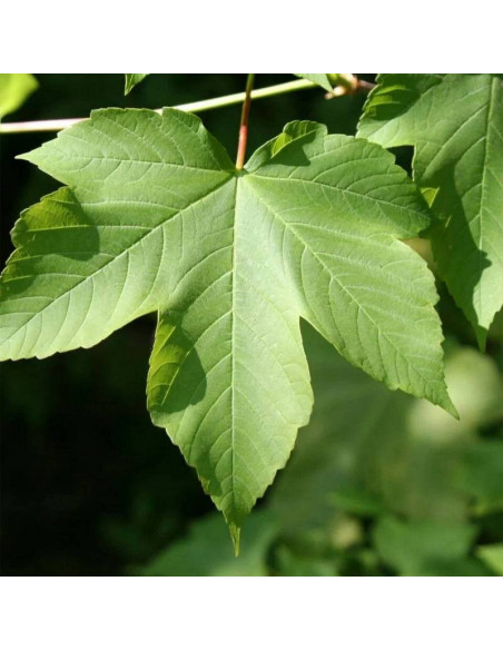 Acer pseudoplatanus Klon jawor
