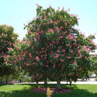 MARGINATA Aesculus × carnea Kasztanowiec czerwony