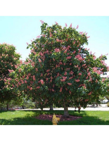 MARGINATA Aesculus × carnea Kasztanowiec czerwony