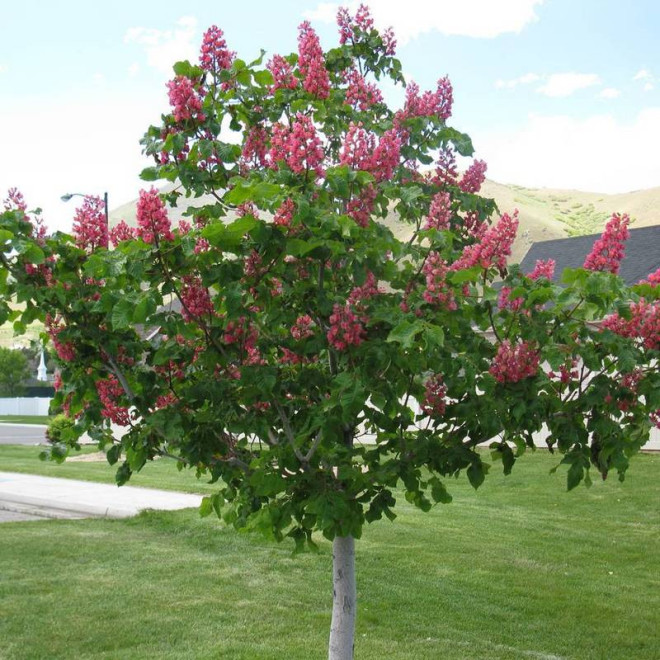 Kasztanowiec czerwony MARGINATA Aesculus × carnea