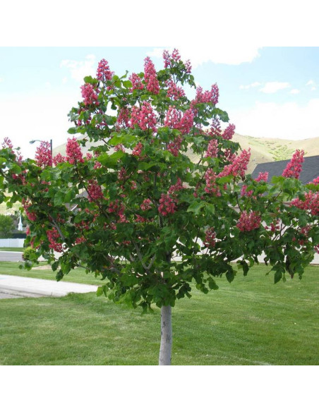 Kasztanowiec czerwony MARGINATA Aesculus × carnea