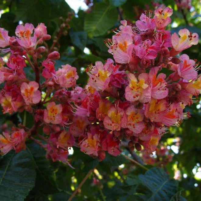 Kasztanowiec czerwony Aesculus × carnea MARGINATA