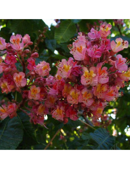 Kasztanowiec czerwony Aesculus × carnea MARGINATA