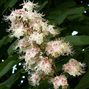 Kasztanowiec biały Alek Aesculus hippocastanum