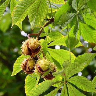 Kasztanowiec biały Alek Aesculus hippocastanum 2