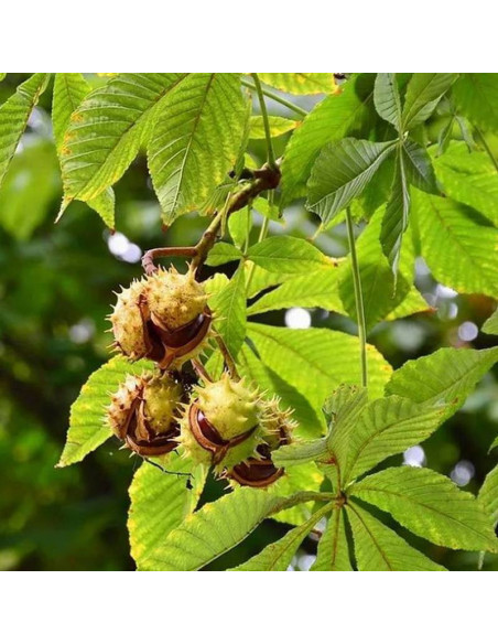 Alek Aesculus hippocastanum Kasztanowiec biały