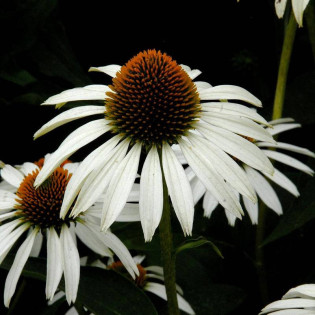 Jeżówka purpurowa Alba Echinacea purpurea 2