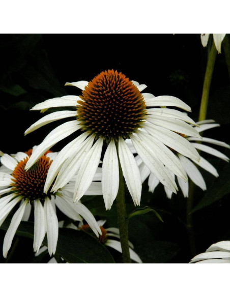 Alba Echinacea purpurea Jeżówka purpurowa