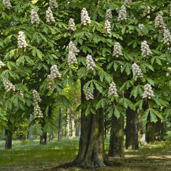 Kasztanowiec biały Aesculus hippocastanum Alek