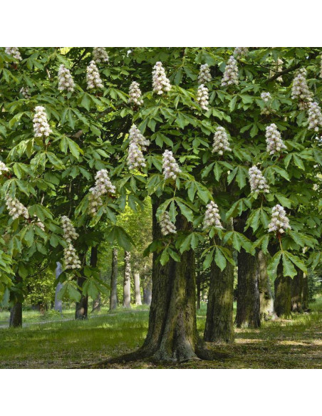Kasztanowiec biały Aesculus hippocastanum Alek