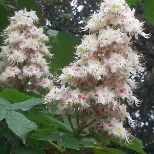 Kasztanowiec biały Aesculus hippocastanum
