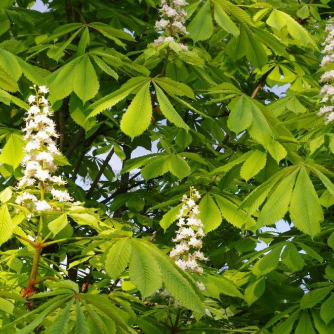 Aesculus hippocastanum Kasztanowiec biały
