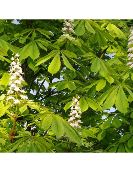 Aesculus hippocastanum Kasztanowiec biały