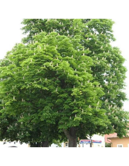 Kasztanowiec biały hippocastanum Aesculus