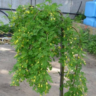 Pendula Caragana arborescens Karagana syberyjska