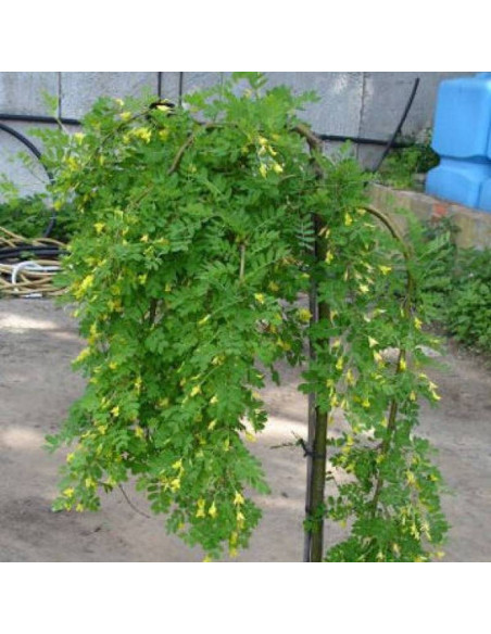 Pendula Caragana arborescens Karagana syberyjska