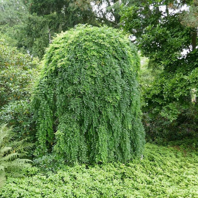 Karagana syberyjska Pendula Caragana arborescens
