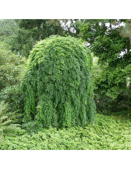 Karagana syberyjska Pendula Caragana arborescens