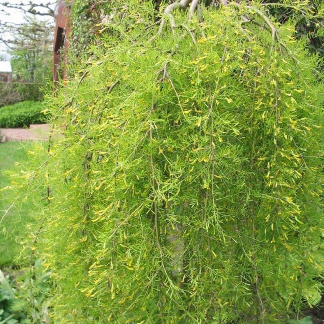 Karagana syberyjska Caragana arborescens Pendula