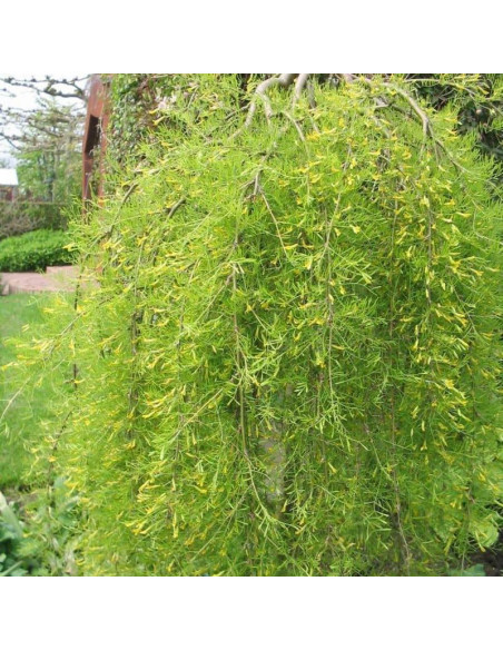 Karagana syberyjska Caragana arborescens Pendula