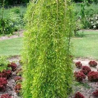 Karagana syberyjska Walker Caragana arborescens