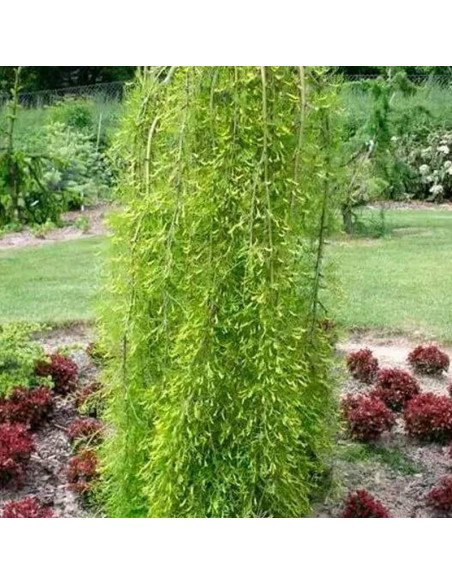 Karagana syberyjska Walker Caragana arborescens