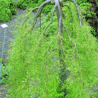 Karagana syberyjska Walker Caragana arborescens 2