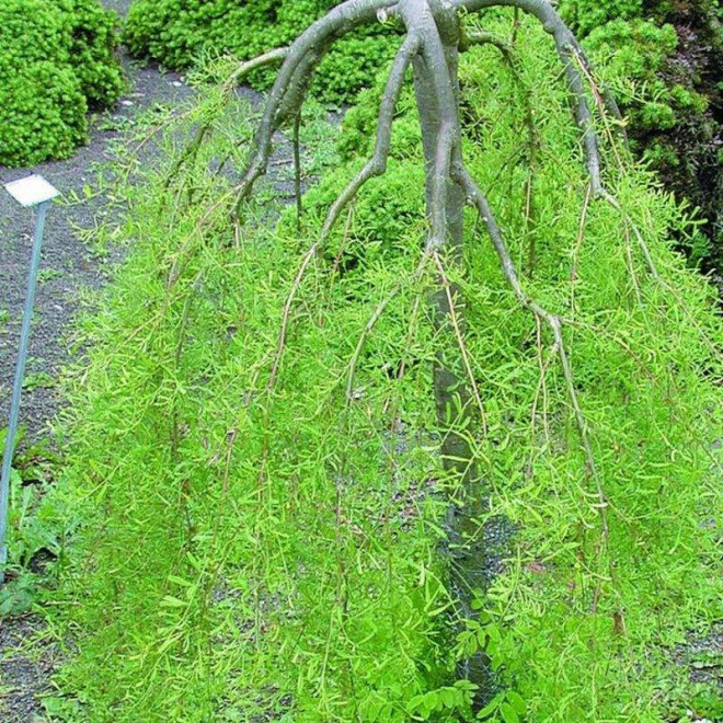 Walker Caragana arborescens Karagana syberyjska