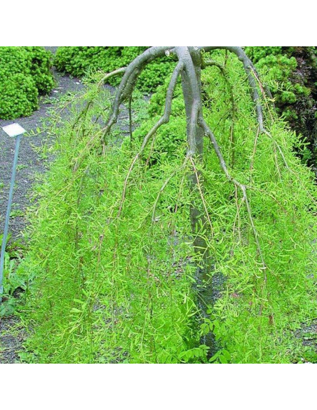 Walker Caragana arborescens Karagana syberyjska