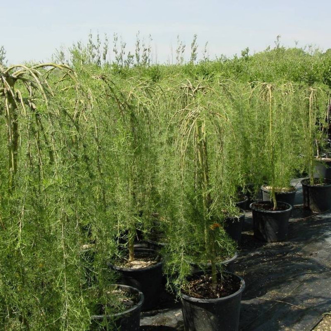 Karagana syberyjska Caragana arborescens Walker