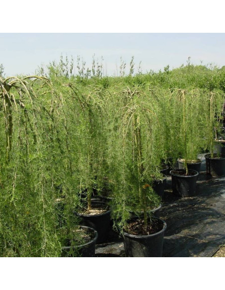 Karagana syberyjska Caragana arborescens Walker