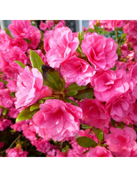 Azalia japońska Kirstin Rhododendron obtusum