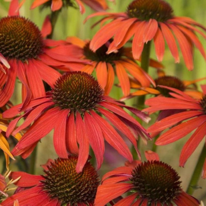 Jeżówka purpurowa Hot Lava PBR Echinacea purpurea