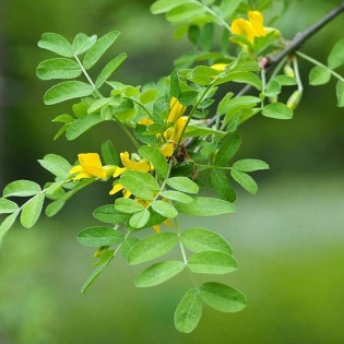 Karagana syberyjska Caragana arborescens