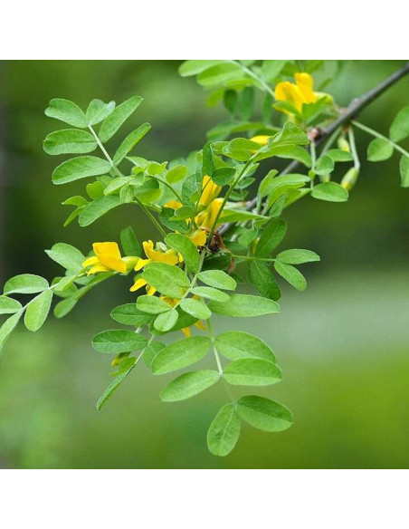 Karagana syberyjska Caragana arborescens