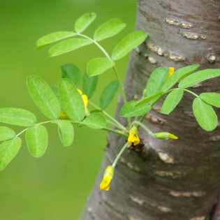 Karagana syberyjska Caragana arborescens 2