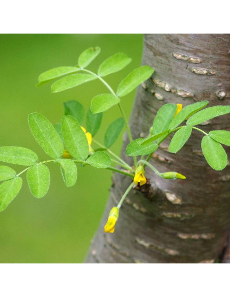 Caragana arborescens Karagana syberyjska