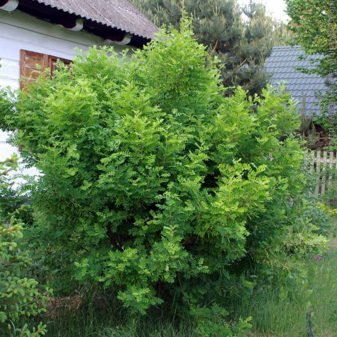 Karagana syberyjska Caragana arborescens